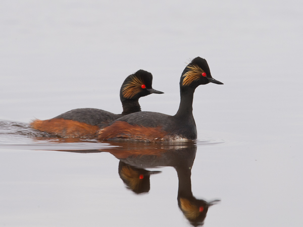 Mustakaulauikku, Black-necked Grebe, Podiceps nigricollis