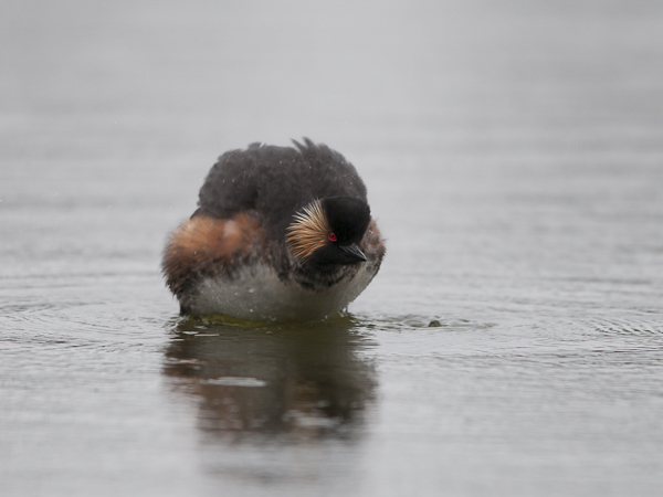 Mustakaulauikku, Black-necked Grebe, Podiceps nigricollis