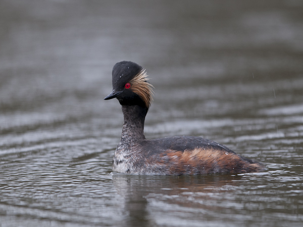 Mustakaulauikku, Black-necked Grebe, Podiceps nigricollis