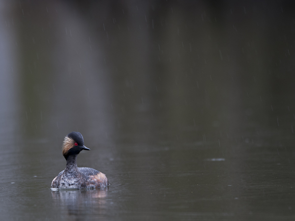 Mustakaulauikku, Black-necked Grebe, Podiceps nigricollis