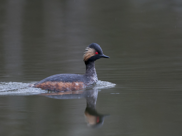 Mustakaulauikku, Black-necked Grebe, Podiceps nigricollis
