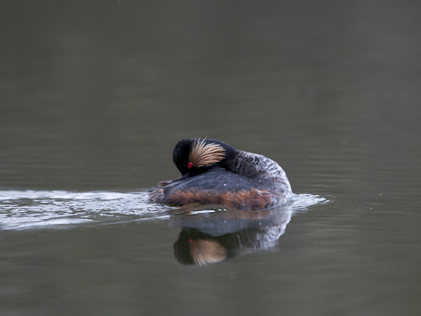Mustakaulauikku, Black-necked Grebe, Podiceps nigricollis