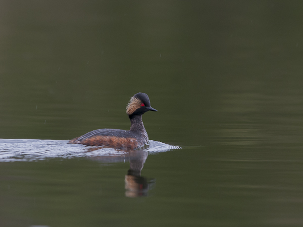 Mustakaulauikku, Black-necked Grebe, Podiceps nigricollis