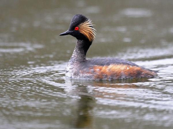 Mustakaulauikku, Black-necked Grebe, Podiceps nigricollis