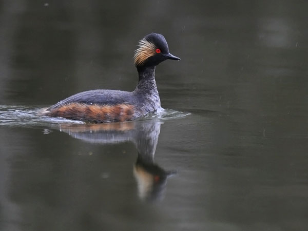 Mustakaulauikku, Black-necked Grebe, Podiceps nigricollis
