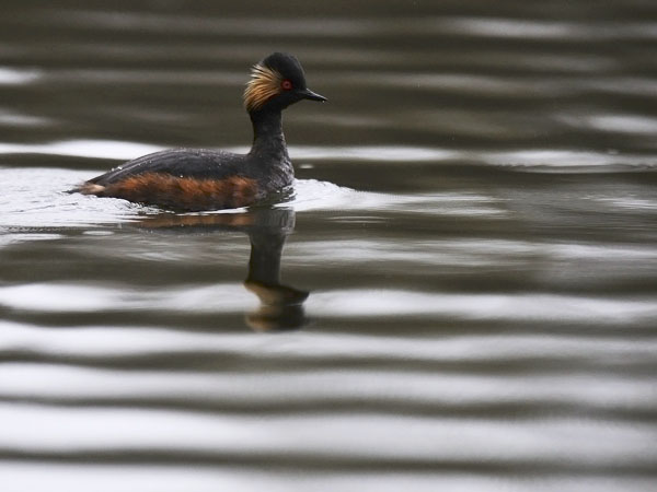Mustakaulauikku, Black-necked Grebe, Podiceps nigricollis