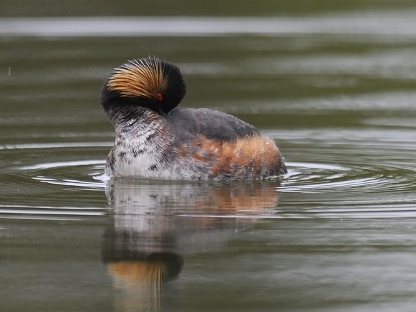Mustakaulauikku, Black-necked Grebe, Podiceps nigricollis
