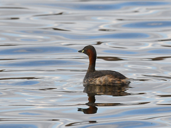 Pikku-uikku, Little Grebe, Tachybaptus ruficollis