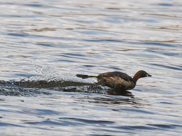 Pikku-uikku, Little Grebe, Tachybaptus ruficollis