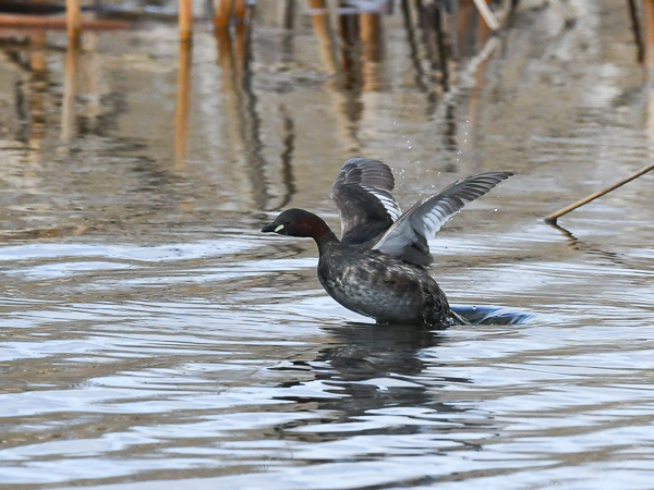 Pikku-uikku, Little Grebe, Tachybaptus ruficollis