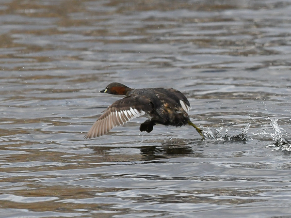 Pikku-uikku, Little Grebe, Tachybaptus ruficollis