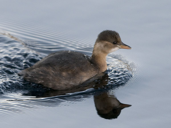 Pikku-uikku, Little Grebe, Tachybaptus ruficollis