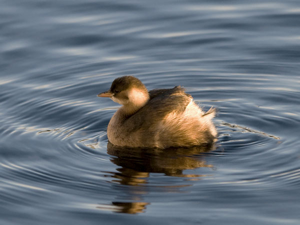 Pikku-uikku, Little Grebe, Tachybaptus ruficollis