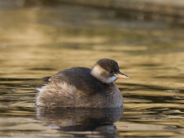 Pikku-uikku, Little Grebe, Tachybaptus ruficollis