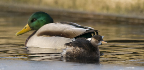 Pikku-uikku, Little Grebe, Tachybaptus ruficollis