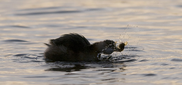 Pikku-uikku, Little Grebe, Tachybaptus ruficollis