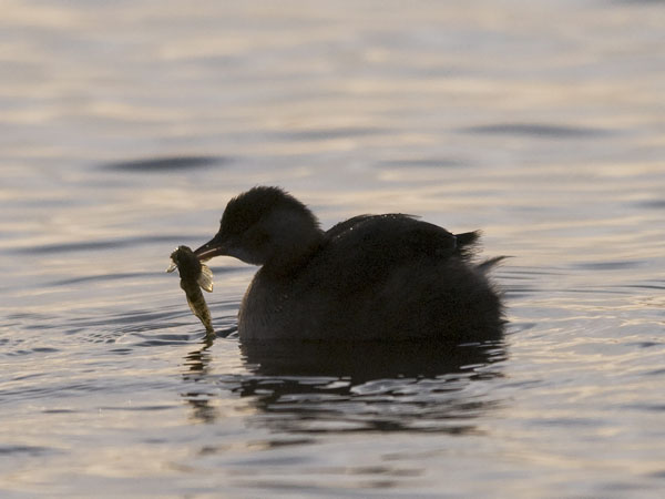 Pikku-uikku, Little Grebe, Tachybaptus ruficollis