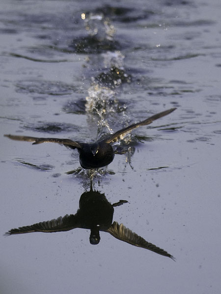Pikku-uikku, Little Grebe, Tachybaptus ruficollis