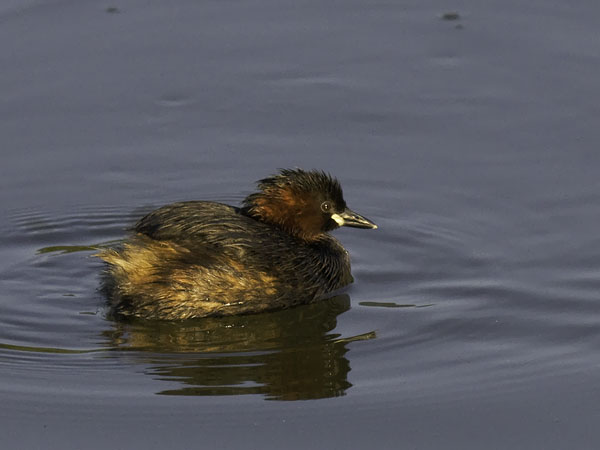 Pikku-uikku, Little Grebe, Tachybaptus ruficollis