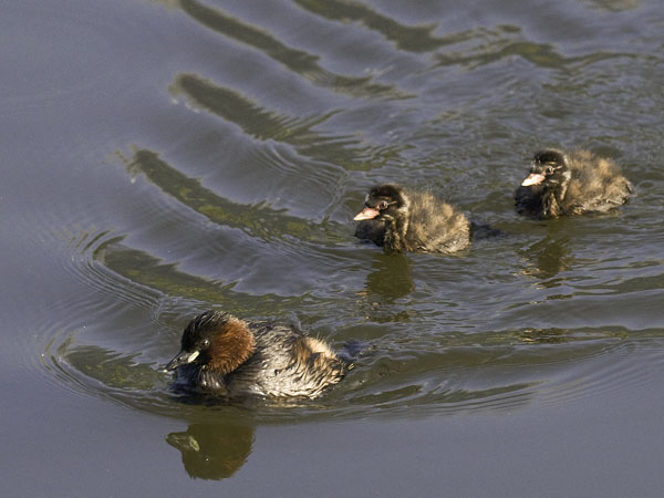 Pikku-uikku, Little Grebe, Tachybaptus ruficollis