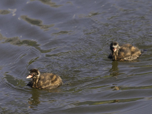 Pikku-uikku, Little Grebe, Tachybaptus ruficollis