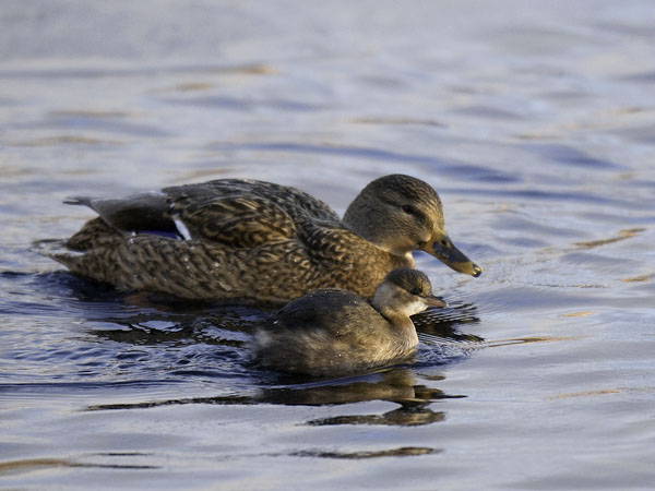 Pikku-uikku, Little Grebe, Tachybaptus ruficollis