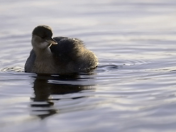 Pikku-uikku, Little Grebe, Tachybaptus ruficollis