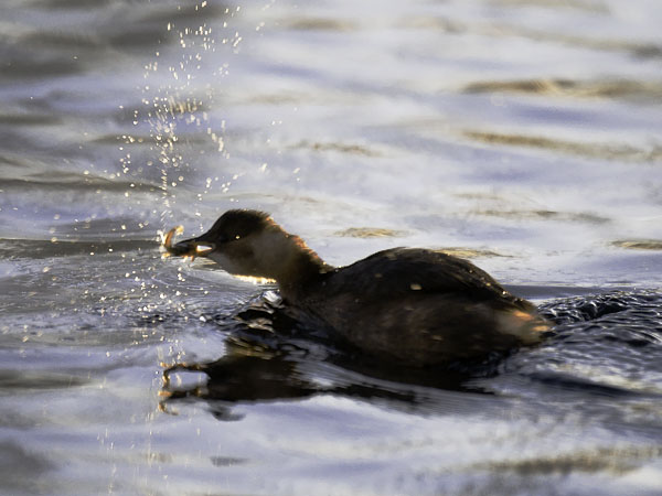 Pikku-uikku, Little Grebe, Tachybaptus ruficollis