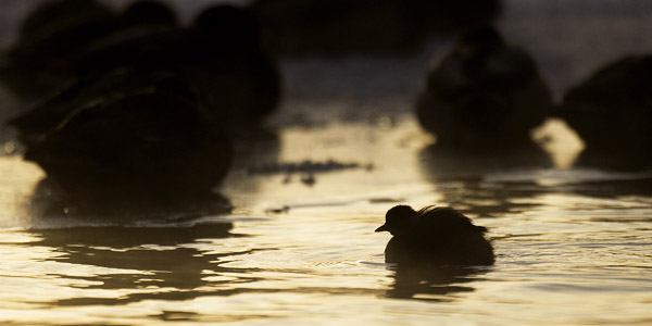 Pikku-uikku, Little Grebe, Tachybaptus ruficollis
