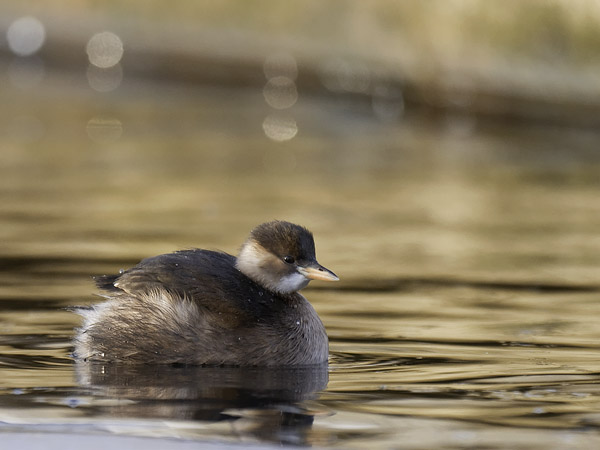 Pikku-uikku, Little Grebe, Tachybaptus ruficollis