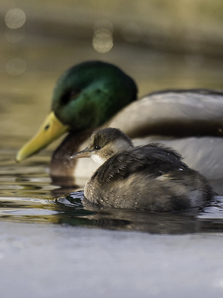 Pikku-uikku, Little Grebe, Tachybaptus ruficollis