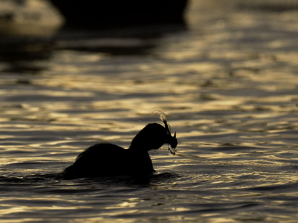 Pikku-uikku, Little Grebe, Tachybaptus ruficollis