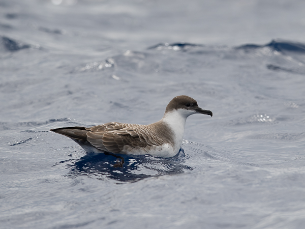 Isoliitäjä, Great Shearwater, Ardenna gravis