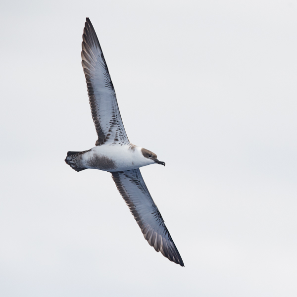 Isoliitäjä, Great Shearwater, Ardenna gravis