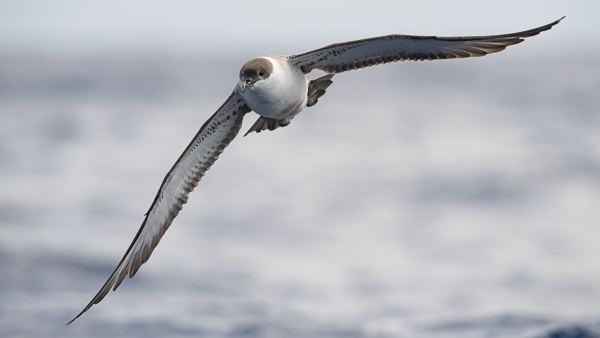 Isoliitäjä, Great Shearwater, Ardenna gravis