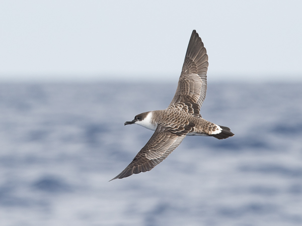 Isoliitäjä, Great Shearwater, Ardenna gravis
