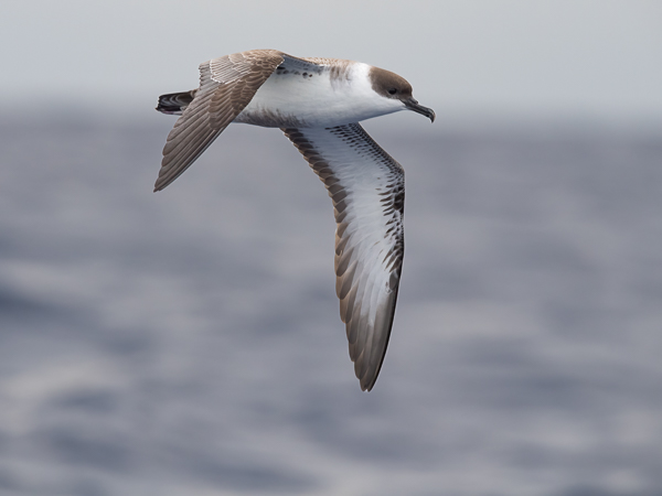 Isoliitäjä, Great Shearwater, Ardenna gravis