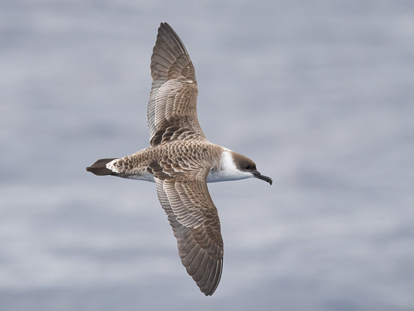 Isoliitäjä, Great Shearwater, Ardenna gravis