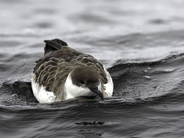 Isoliitäjä, Great Shearwater, Ardenna gravis