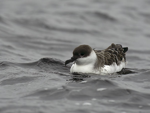 Isoliitäjä, Great Shearwater, Ardenna gravis