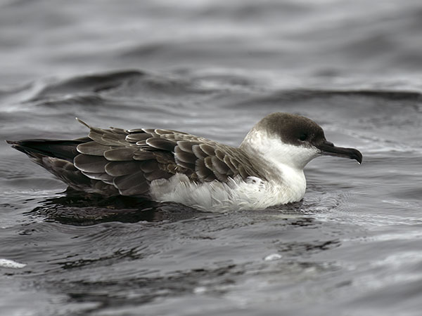 Isoliitäjä, Great Shearwater, Ardenna gravis