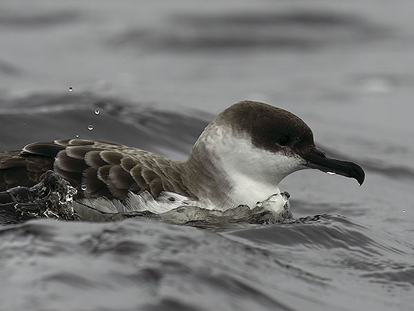 Isoliitäjä, Great Shearwater, Ardenna gravis