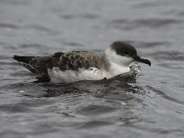 Isoliitäjä, Great Shearwater, Ardenna gravis