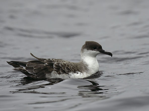 Isoliitäjä, Great Shearwater, Ardenna gravis