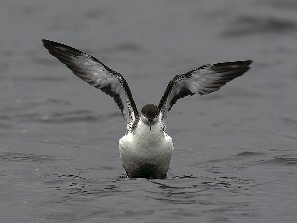 Isoliitäjä, Great Shearwater, Ardenna gravis