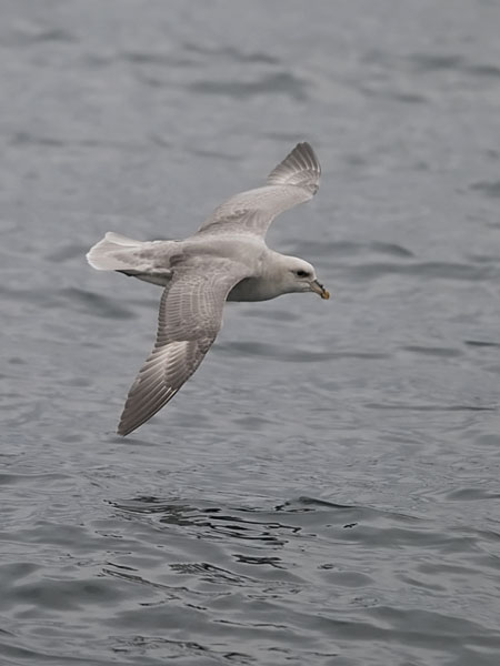 Myrskylintu, Northern Fulmar, Fulmarus glacialis