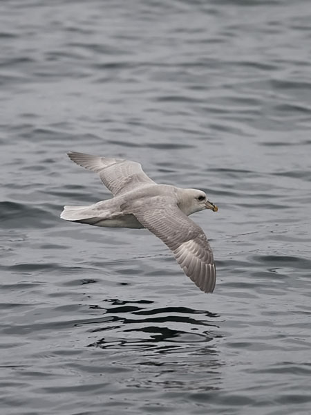 Myrskylintu, Northern Fulmar, Fulmarus glacialis
