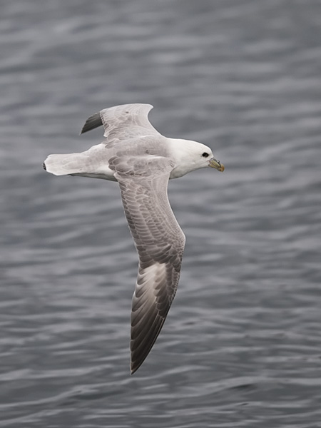 Myrskylintu, Northern Fulmar, Fulmarus glacialis