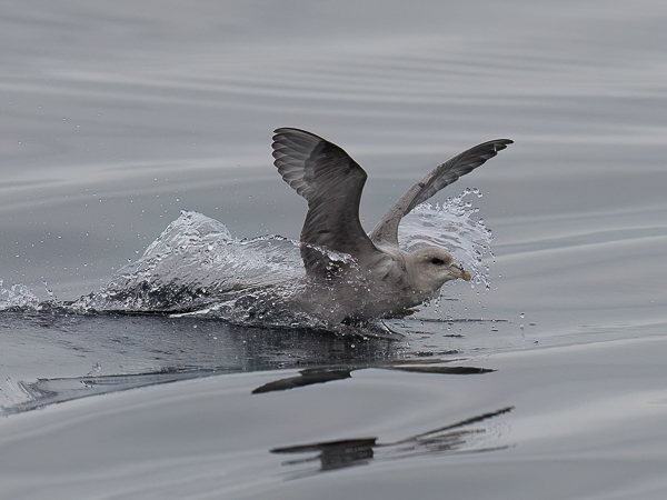 Myrskylintu, Northern Fulmar, Fulmarus glacialis