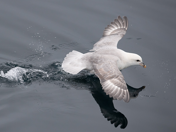 Myrskylintu, Northern Fulmar, Fulmarus glacialis